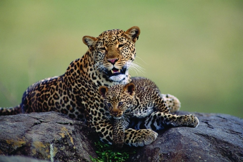 Tour Package - Kenya Highlights (6 Nights)