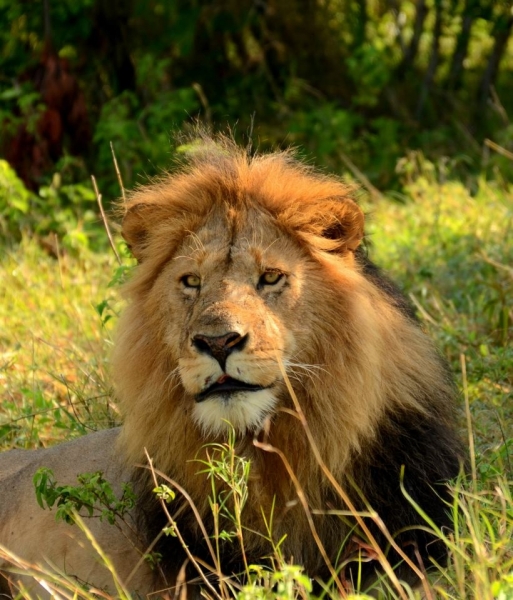 Tour Package - Kenyan Delight (5 Nights)
