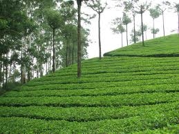 Green Kerala Package 3 Nights 4 Days Green Kerala Package 3 Nights 4 Days