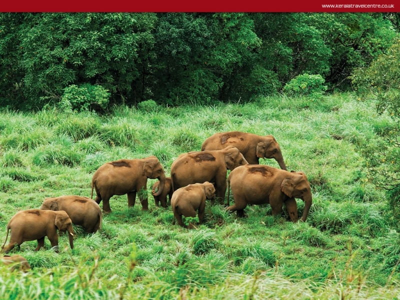 Kerala classic Tours Kerala classic Tours
