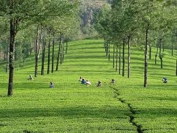 Incredible Kerala Honeymoon Holidays Incredible Kerala Honeymoon Holidays