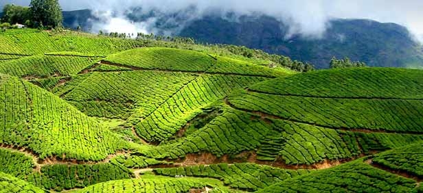 Tour Package - MISTY MUNNAR & ENCHANTING BACKWATERS
