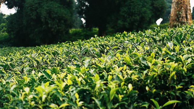 Darjeeling Darjeeling