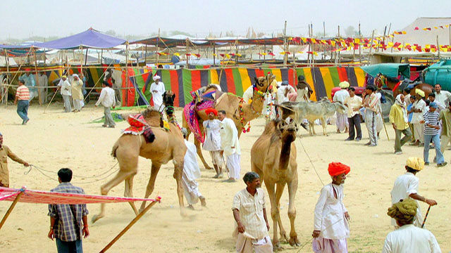 Nagaur Cattle Fair Nagaur Cattle Fair