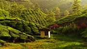 Munnar Weather And Best Time To Visit