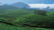 Places To Visit In Munnar
