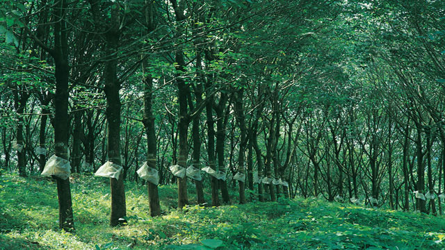#6. Explore the Sandalwood Forests at Marayoor #6. Explore the Sandalwood Forests at Marayoor