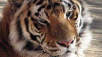 Top 10 Wildlife Safaris of India Top 10 Wildlife Safaris of India