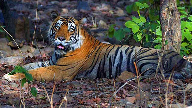 #2. The Sundarbans #2. The Sundarbans