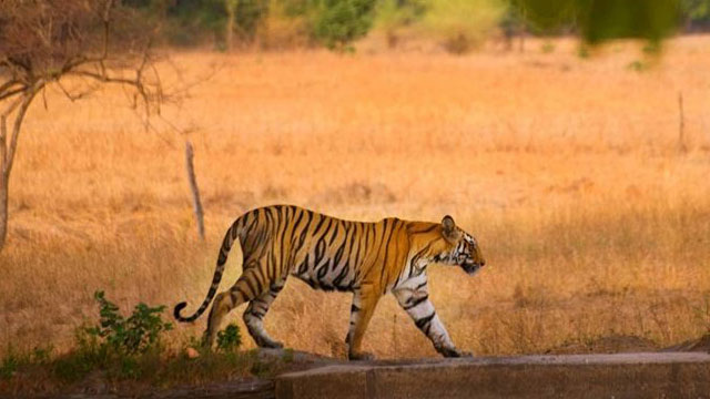 Ranthambore Ranthambore