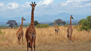 Africa Tour Packages
