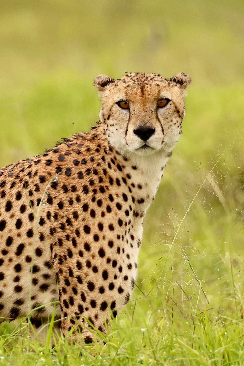 Scope Safaris