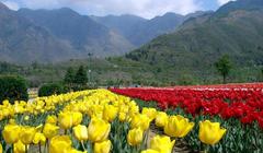 California Holidays Kashmir