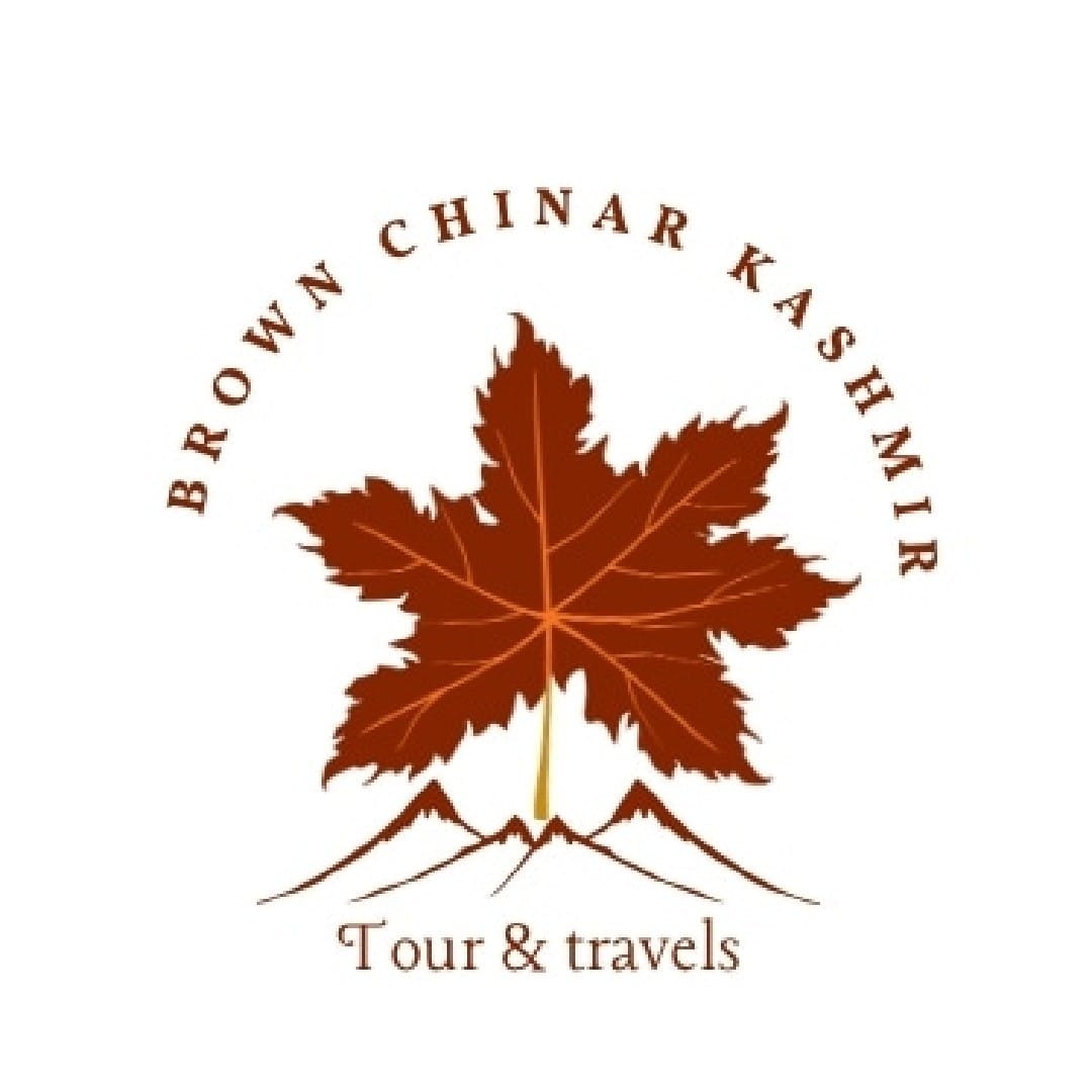 Brown Chinar Kashmir