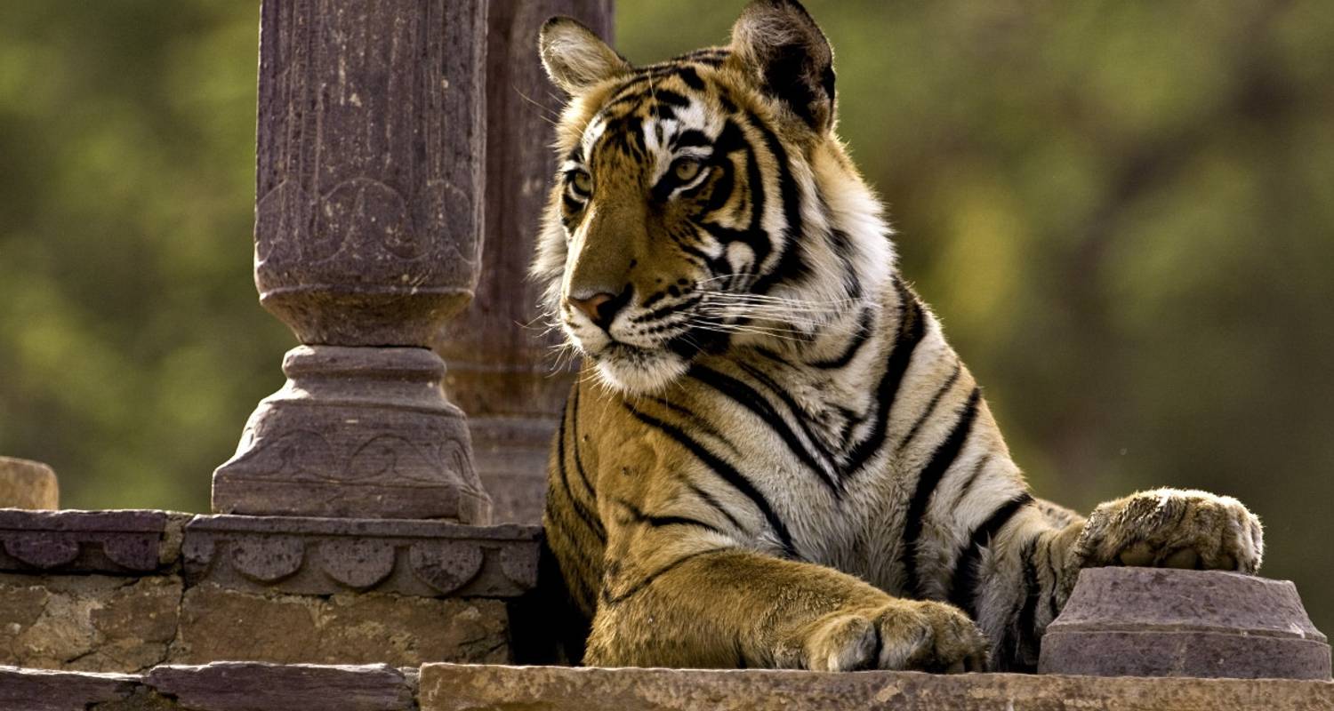 7 Nights 8 Days Tour Package to Delhi, Agra, Ranthambore National Park, Jaipur