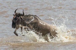 2 Nights Masai Mara Lodge Safaris (Tented Camp) 2 Nights Masai Mara Lodge Safaris (Tented Camp)