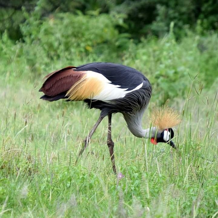 4 Days Masai Mara Camping Safari 4 Days Masai Mara Camping Safari