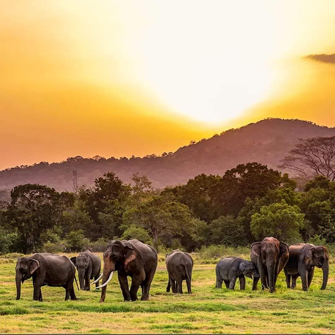 Your dream Holiday to Sri Lanka Your dream Holiday to Sri Lanka