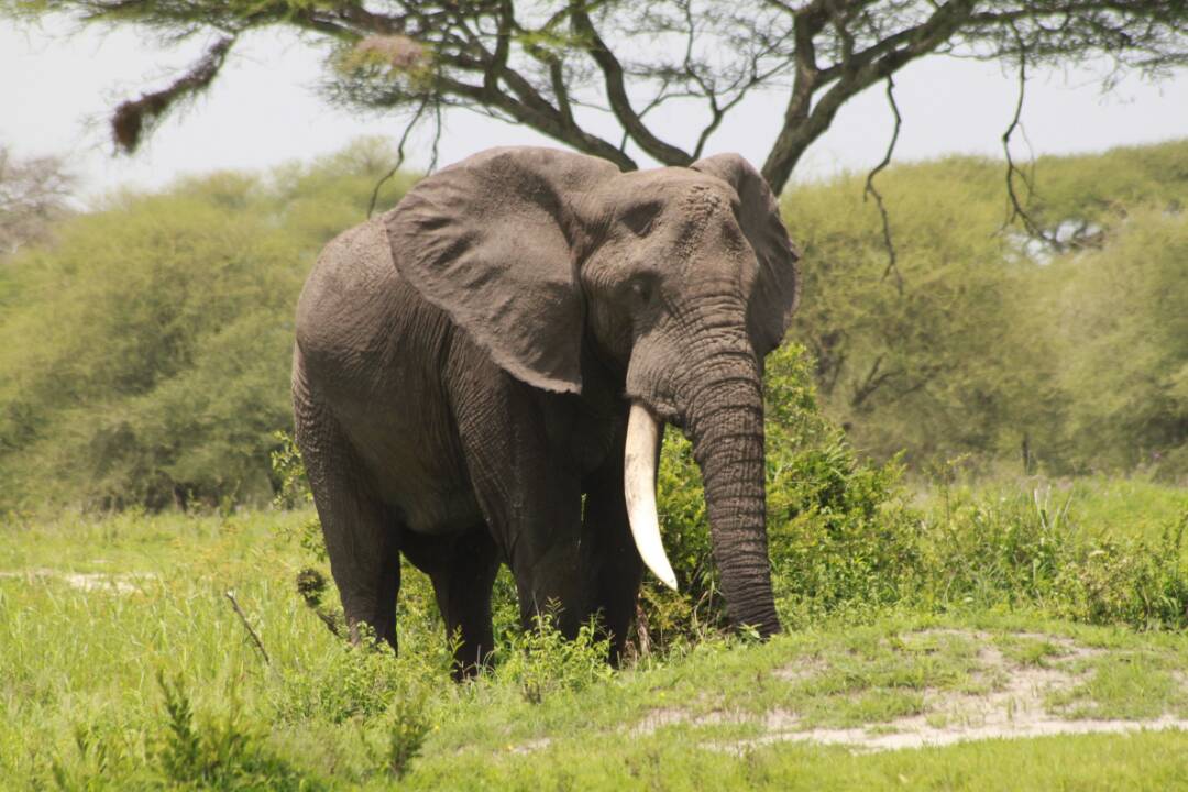 3 Days / 2 Nights Safari 3 Days / 2 Nights Safari