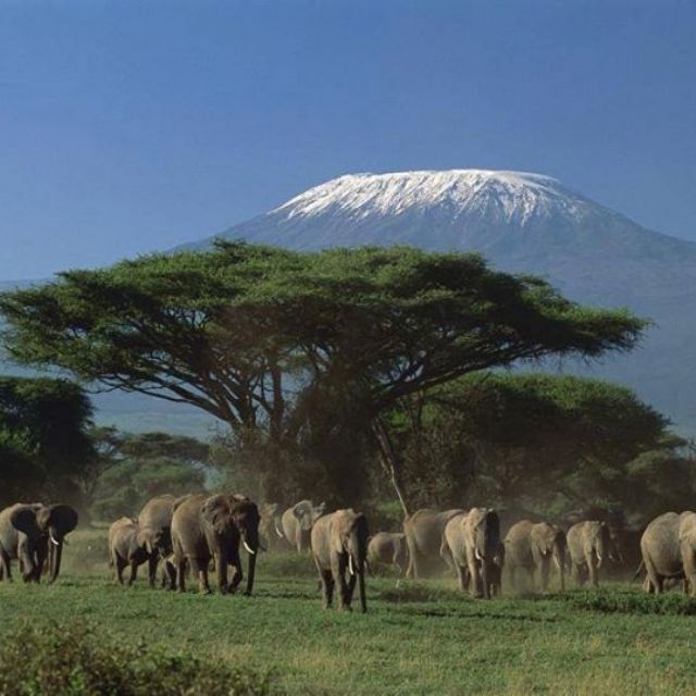 6 days Amboseli/ Naivasha/Nakuru/Masai mara
