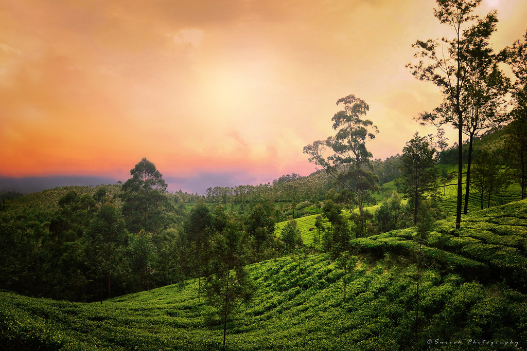 2N Munnar | ENCHANTING MUNNAR 2N Munnar | ENCHANTING MUNNAR