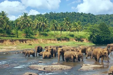 Your Dream Tour to Sri Lanka