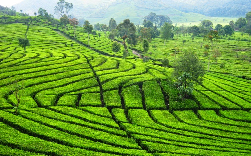 kerala tour package kerala tour package