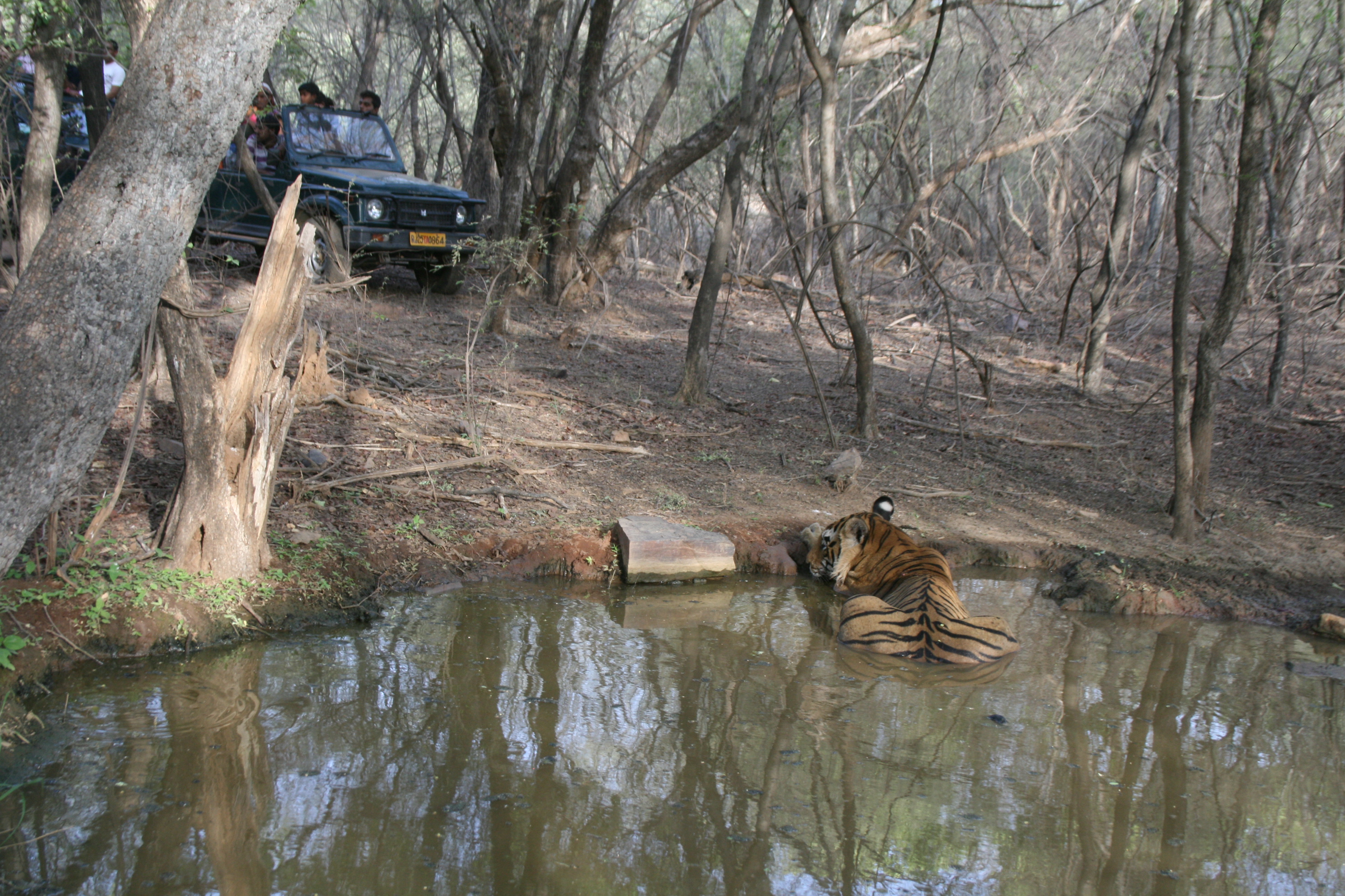 Ranthambhore Photographic Trail