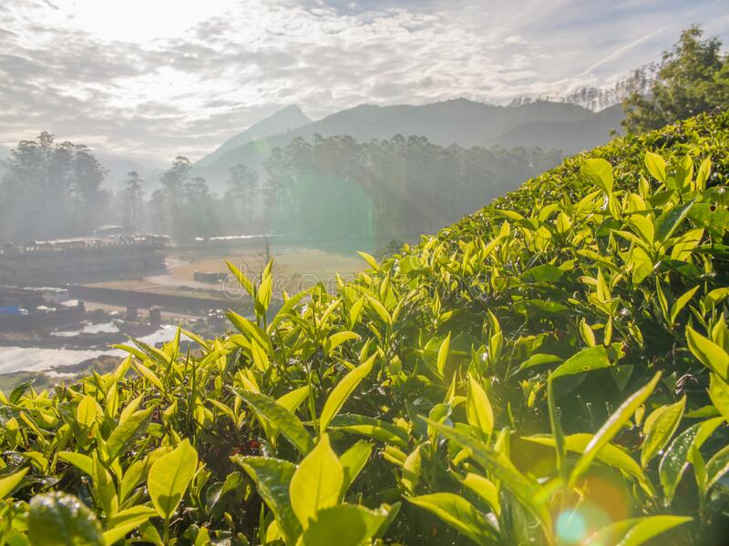3D/2N - Standard Munnar Tour Package 3D/2N - Standard Munnar Tour Package