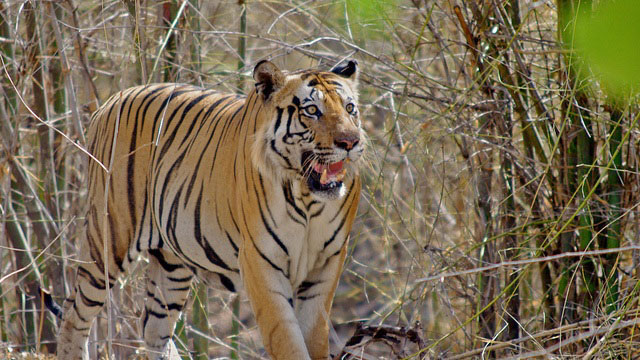 Image result for Bandhavgarh National Park images