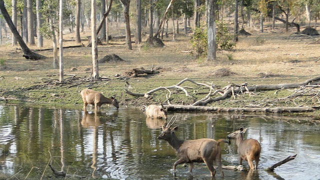 Location: Kanha National Park Location: Kanha National Park