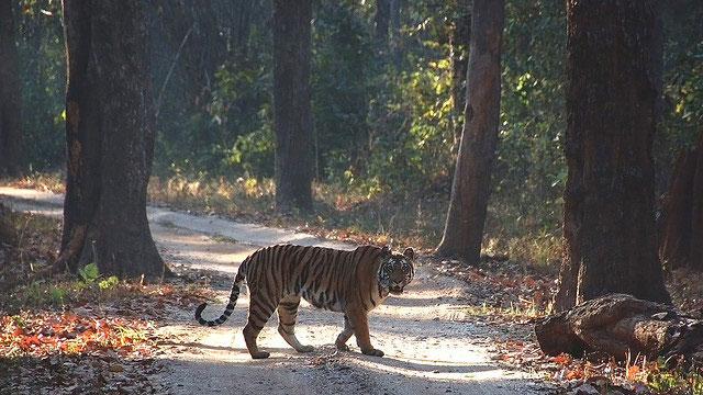 Kanha Wildlife: Kanha National Park Kanha Wildlife: Kanha National Park