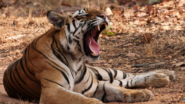 Bandhavgarh Wildlife: Bandhavgarh National Park