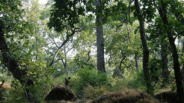 Geography: Bandhavgarh National Park Geography: Bandhavgarh National Park